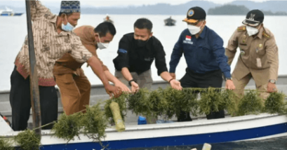 Dkp kepri dorong budidaya rumput laut jadi bisnis potensial