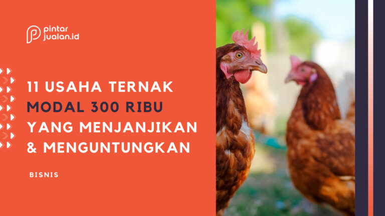 11 usaha ternak modal 300 ribu, menjanjikan dan menguntungkan